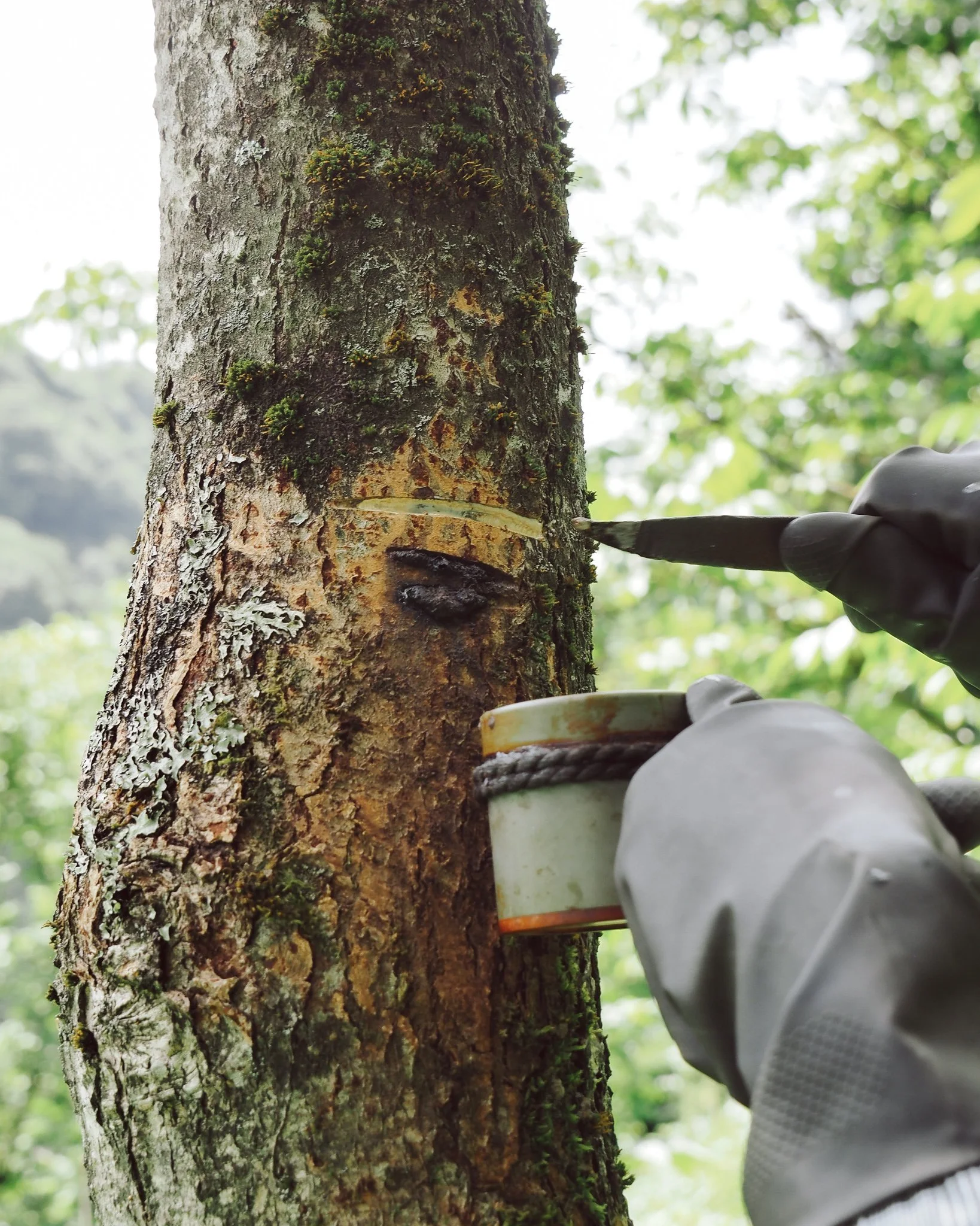 A lacquer tapper making a series of cuts in the bark to tap the sap